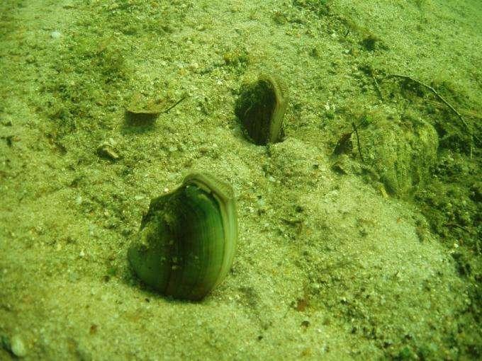 Benthic macroinvertebrates Mussels Flache