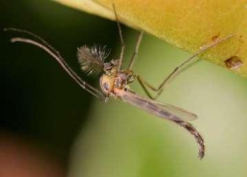 ) Zuckmückenlarven (Chironomidae spec.