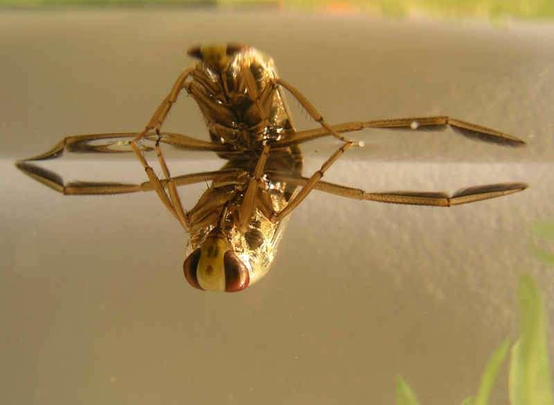 Benthic macroinvertebrates Insects and Insect larvae Water beetle Common backswimmer, Water