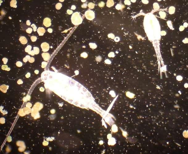 Zooplankton Krebstiere (Copepoden, Cladoceren) from: