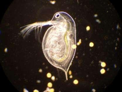 of several zooplankton species in relation to water