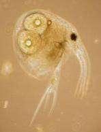 Zooplankton Suspension feeders, e.g.