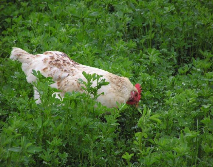 Zwischenfazit Ausläufe werden in der Praxis nicht gleichmäßig genutzt, Übernutzung des stallnahen Bereiches massive Einträgevon Nitrat und Phosphor im stallnahen Bereich mit Verlagerungstendenzen