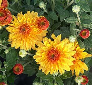 Große Chrysanthemenschau 1. Oktober 2. November Nocheinmal in Blüten schwelgen, bevor das November- und Wintergrau Einzug hält?