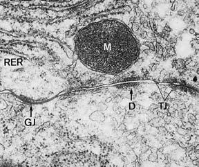 1.3 Membranen 25 Abb. 1.30 Zellkontakte. a Komplex von Kontakten zwischen zwei aneinander grenzenden Hepatocyten unmittelbar im Anschluss an einen Gallenkanal.