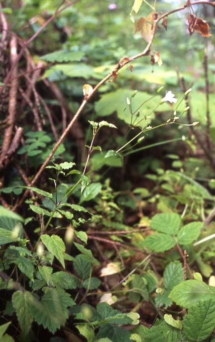 Stellaria nemorum subsp.