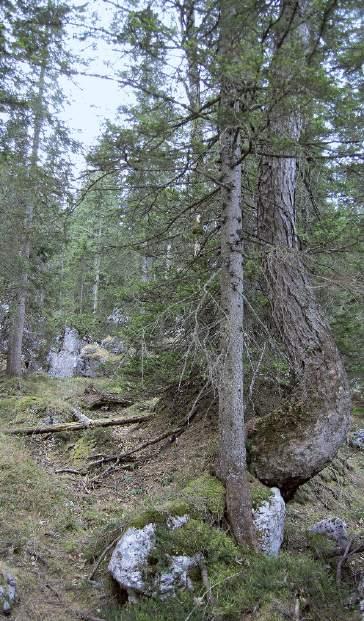 So ist auf kleinen Kuppen, die früher ausapern, die Überlebenswahrscheinlichkeit von Jungpflanzen offensichtlich höher als in Mulden.