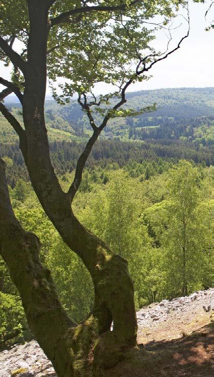 Herzlich Willkommen im National-Park Hunsrück-Hochwald! Ein National-Park ist ein Ort mit besonders schöner Natur. Hier gibt es viel zu entdecken.