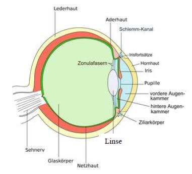 Abbildung 1: Aufbau des Auges und der Linse (Abbildungen aus dem SSK-Bericht 2009 3 ) Der nach der Strahlenschutzverordnung geltende jährliche Grenzwert der Augenlinsendosis von 150 msv entspricht