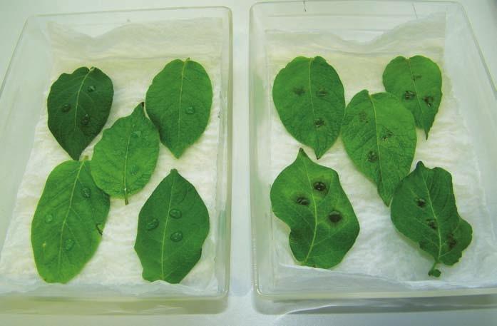 Diese Tests werden durch entsprechende Laborversuche an einzelnen Blättern oder Pflanzen begleitet.