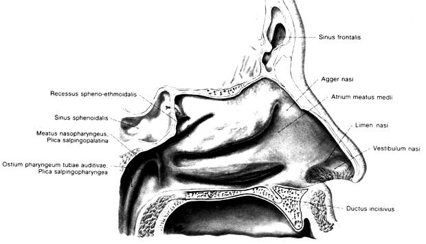 Concha nasalis superior münden im Meatus nasi superior die hinteren Siebbeinzellen (Sinus ethmoidalis posteriores). Dahinter liegt das Ostium des Sinus sphenoidalis (Keilbeinhöhle) (Schiebler u.