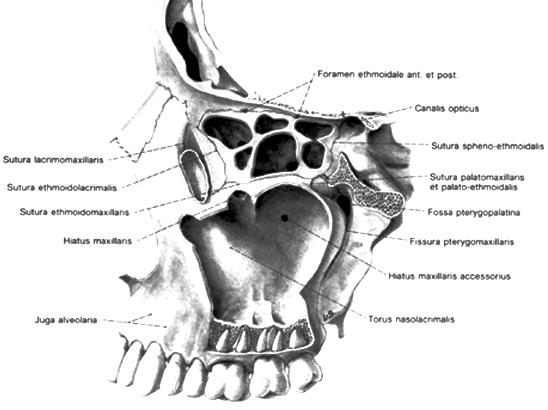 Die vordere (faciale) Wand birgt im oberen Abschnitt das Foramen infraorbitale, durch das der Nerv austritt.