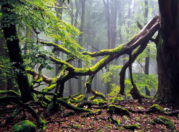 Erleben Sie wilde Buchenwälder und einmalige Feuchtbiotope, herrliche Ausblicke und steinreiche