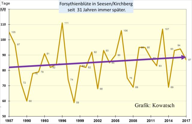 Abbildung 2: Seit 31 Jahren erfolgt die Forsythienblüte auch in Seesen mit einer deutlichen Verspätung. Die Beobachtung stimmt mit den Daten des DWD in Hamburg überein.