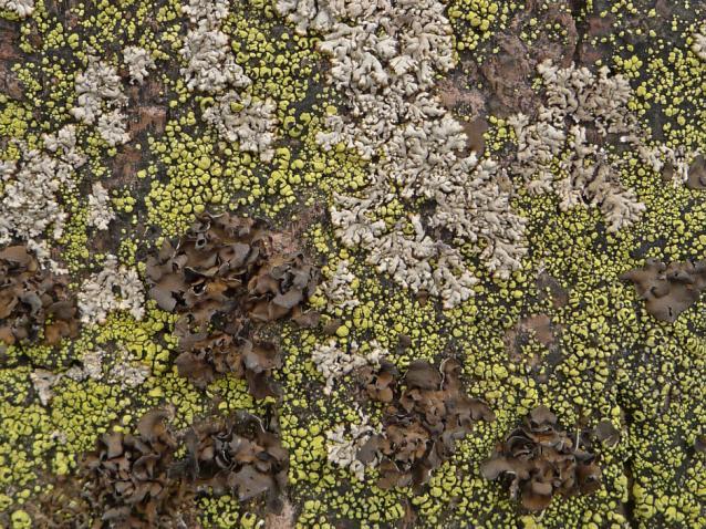 Abb. 8: Artenreiche Gesteinsflechtenvegetation am Zimmerkopf mit Rhizocarpon lecanorinum, Brodoa intestiniformis und Umbilicaria polyphylla, Foto Jan Eckstein.