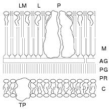 Einleitung Abbildung 1.4: Schematische Darstellung der Zellwand von Mykobakterien.