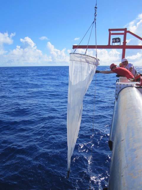 Fischen nach Zooplankton: Einsatz des Planktonnetzes.
