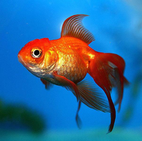 ------------------------------ X3/18X Quelle: flickr commons Ressource Fisch Fische waren mit ihrem hohen Proteingehalt schon immer ein wichtiges