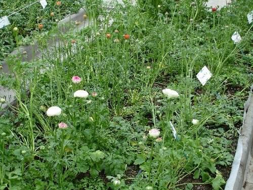 Pflanzung Für Blüte im Frühjahr: (Sept) bis Nov Netz empfehlenswert Bewässerung: Nie
