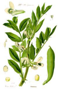 Ackerbohne (Vicia faba) Ø Futterpflanze Ø frostverträglich früher Anbau möglich! Ø Klima: ausreichend Niederschläge!