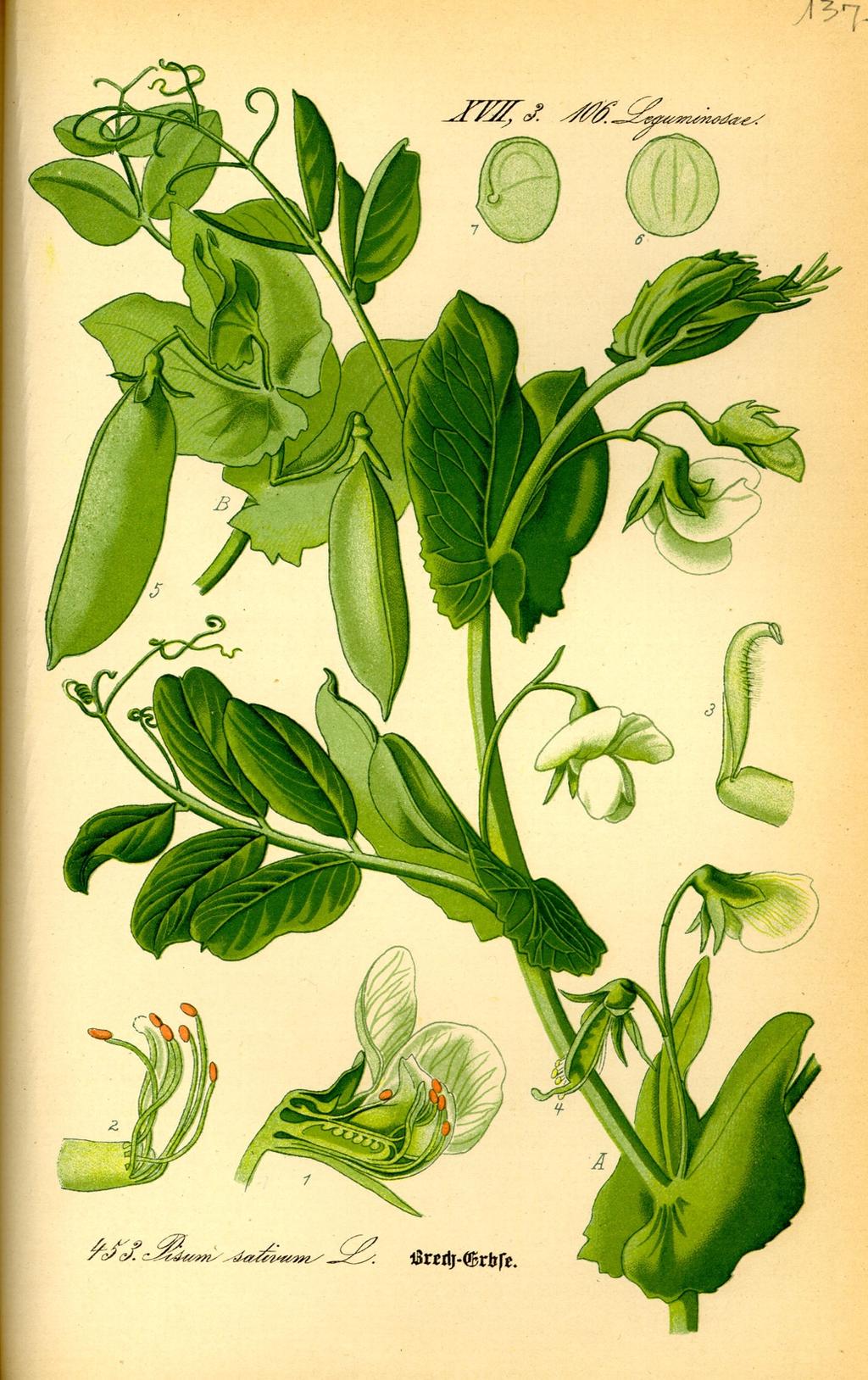 Körnererbse (Pisum sativum) Körnererbse: Blatttypen, Rankentypen Futtererbse/Peluschke Ø Futterpflanze (keine Bitterstoffe!