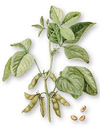 Sojabohne (Glycine max) Ø eine der bedeutendsten Nutzpflanzen weltweit Ø 40 % Eiweiß- und 20 % Fettgehalt Ø Speise- und Futternutzung Ø Klima: warm, feucht, frostempfindlich ab -2 C Ø Boden:
