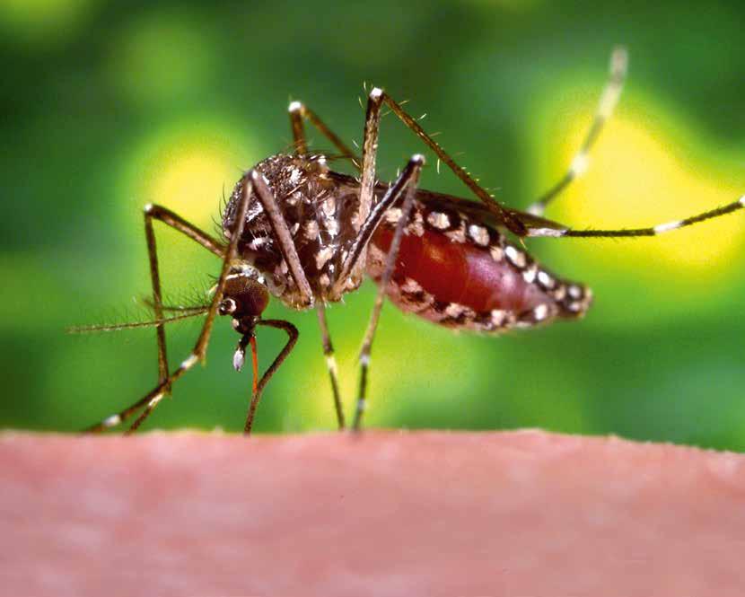 1 Gelbfiebermücke»Aedes aegypti«. Diese Stechmückenart gilt als Überträger exotischer Krankheitserreger. Klimawandel, Zika-Virus & Co. Können eingeschleppte Erreger bei uns heimisch werden?