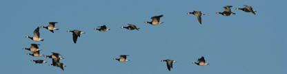 Vögel beobachten im Weltnaturerbe und Nationalpark Wattenmeer Do 11.10.