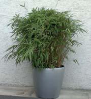 cm Bambus / Bamboo up to 200 cm Olive / Olivia up to 200 cm Preise pro Verrechnungseinheit auf Messedauer bis 5 Tage exklusive gesetzlicher