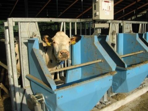 Einsatz von Polyphenolen Tiere 28 hochleistende Milchkühe (Deutsche Holstein)