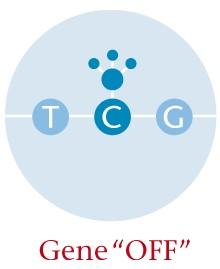 DNA-Methylierung Epigenetische Modifikation reguliert Genexpression über Steuerung der Transkription Veränderte Genexpression unter Erhalt der DNA Sequenz