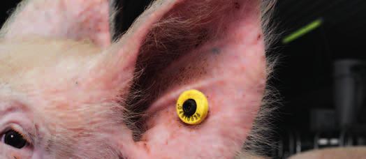 Tieridentifikation mit hoher Erkennungs sicherheit Die Erkennung der Sauen sowie die Daten erfassung erfolgt über einen äußerst zuverlässigen Trans pon der, der mit Hilfe einer speziellen Zange der