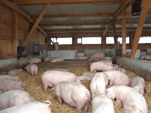 Oktober 2016 38 Schweine Was wir können/wissen - RFID bei