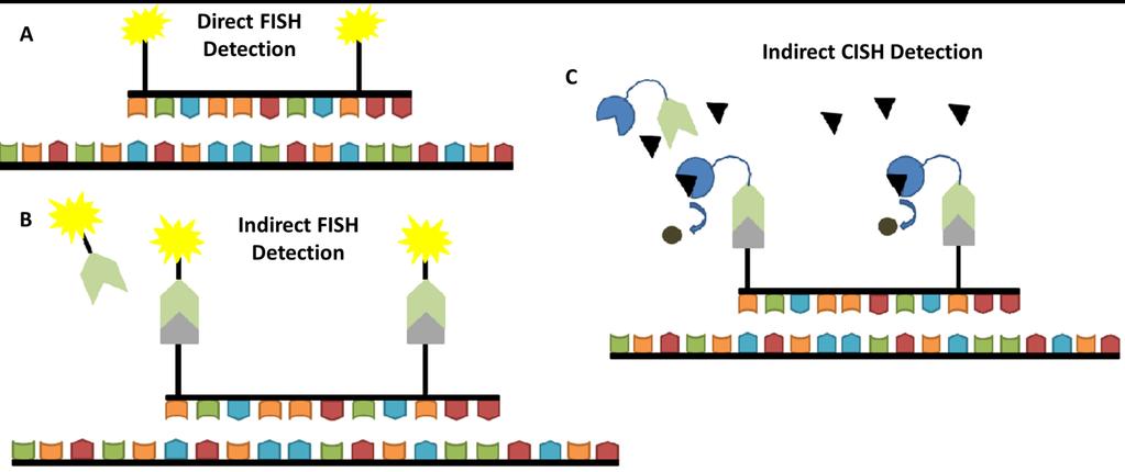 Chromosomenuntersuchungen- FISH Fluoreszenz-in-situ-Hybridisierung Untersuchungder Deletion oder Lokalisation von bestimmten Genen Spezifische Bindung von