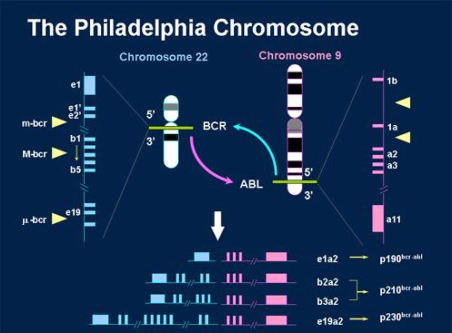 Chromosomenuntersuchungen- FISH https://es.