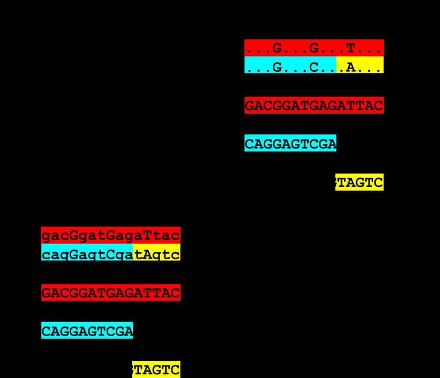 2 Material und Methoden 31 Abbildung 8: Ablauf der Imputierung A Studie mit zwei Proben und einer kleinen Anzahl an bekannten SNP-Genotypen und einer Referenzkohorte aus Proben mit umfassender