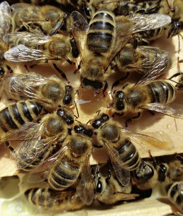 Die Honigbiene Lebensweise, Körperbau und Entwicklung ENTWICKLUNGSDAUER Die Königin braucht für die Entwicklung vom Ei bis zum fertigen