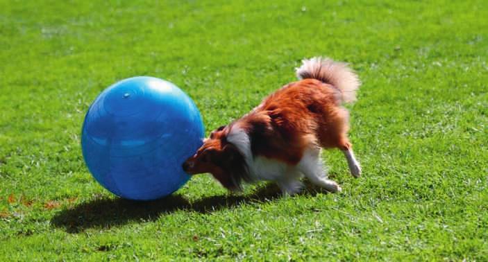 Liebe Sheltie-Freunde Was ist Treibball? Auch in dieser Ausgabe können wir Ihnen wieder eine neue Sportart für Mensch und Hund vorstellen.