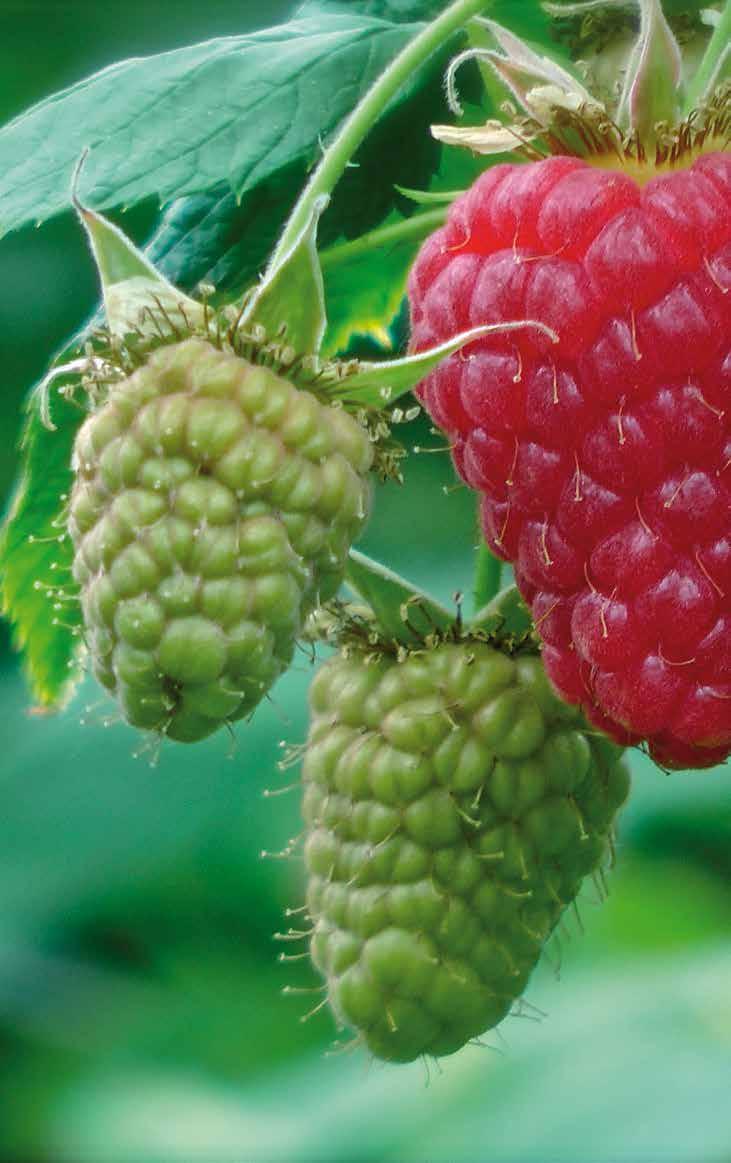 Sommerhimbeeren Sorte Ertrag Größe Haltbarkeit Erntezeit Meeker mittel bis spät (Ende Mai/ Anfang Juni) Haupternte: mittelfrüh (Ende