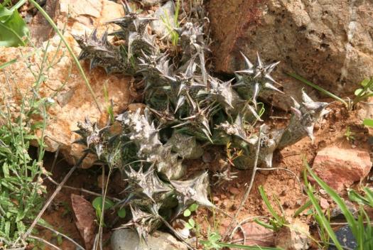 VERBREITUNG Marokko, Algerien, Sahara, Süden des Irans LEBENSWEISE UND ÖKOLOGIE Habitat: Wüstengebiete Ausbreitung: Pflanze rollt sich am Ende der Wachstumsphase ein, Schutz für Samen, Samen keimen