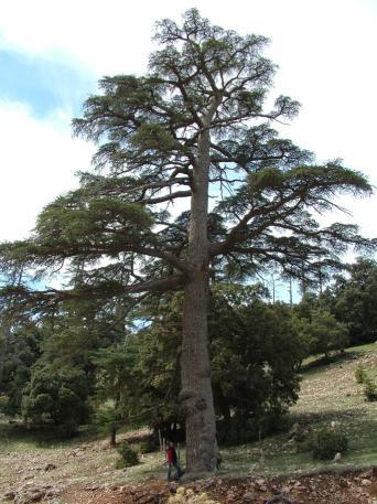 Cedrus atlantica PINACEAE MORPHOLOGIE Baum bis 40 m, starke, unregelmäßige Verzweigung, bis 2 m Stammumfang, Nadeln 1,5-2,5 cm lang, 1-1,2 mm breit an Kurztrieben