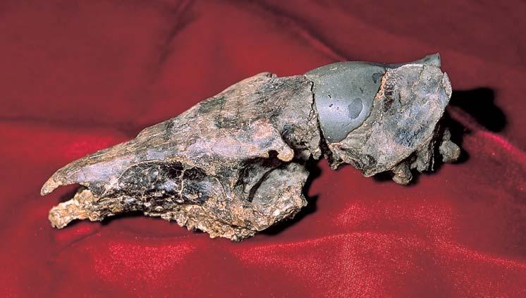Das Eckfelder Maar in der Vulkaneifel Abb. 17: Undeformierter Schädel des Urpferdes Propalaeotherium voigti (MATTHES 1977) (Equidae, PW 1991/54- LS, Länge des Fossils 18 cm; Foto: Herbert LUTZ).