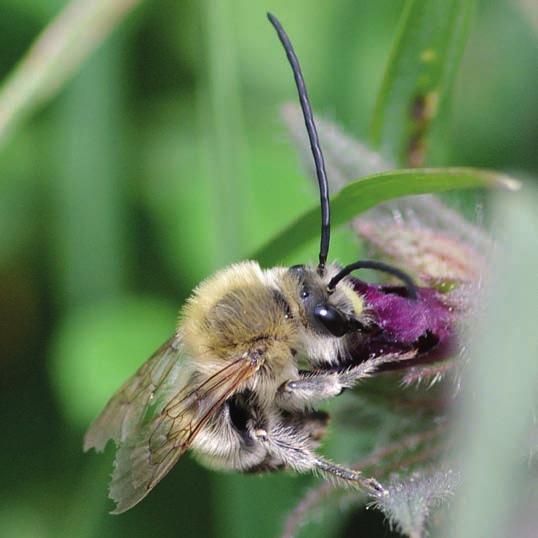 Die meisten Wildbienen leben im Gegensatz zur Honigbiene solitär (einsiedlerisch). Die Weibchen bauen ihre Nester alleine und versorgen die Brutzellen ohne Mithilfe von Artgenossinnen.