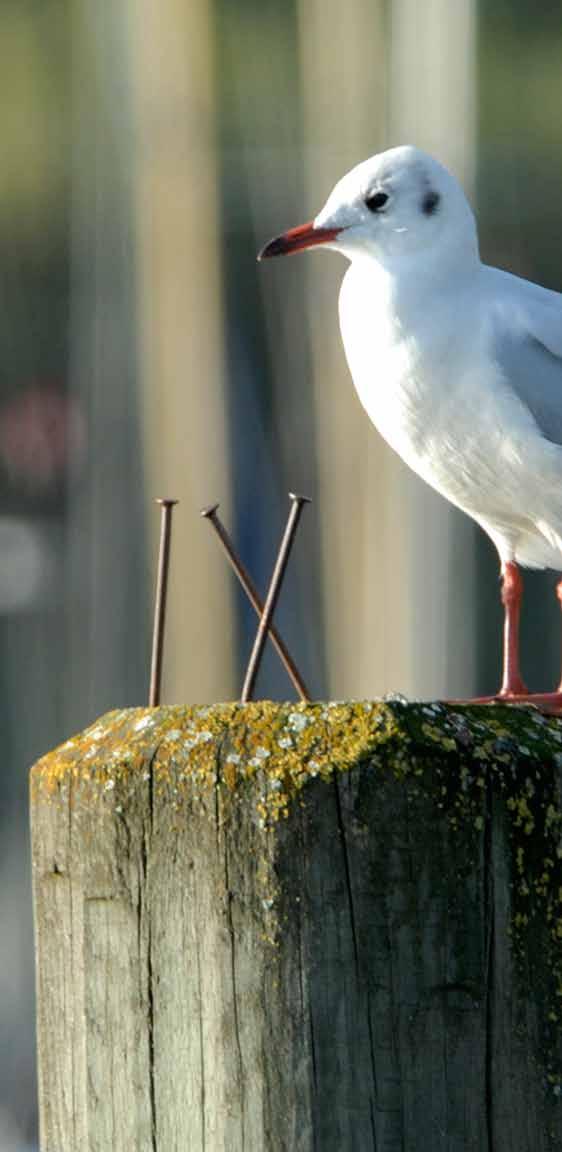 RUNDFAHRTEN Fahrt auf dem Kursschiff ab/bis Landestelle ohne Ausstieg HAUPTSAISON täglich vom 14.05. bis 03.10. * zusätzlich sonn- und feiertags Bodman ab 8.15 / 11.15 / 16.15 / 14.