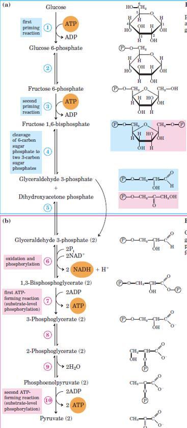 Übungsaufgaben 4. Phosphat und Arsenat sind strukturell identisch und in ihrem chemischen Verhalten sehr ähnlich.