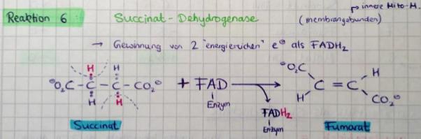Selbststudium Bei der Reaktion der Succinat-Dehydrogenase wird ausgehend von Succinat einmal FADH2 gewonnen.