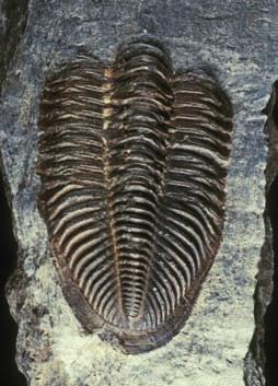 Arbeitskreis Kluterthöhle Ennepetal). Länge des Fossils: 29 mm.