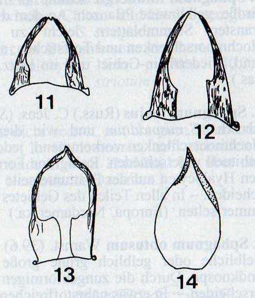 7 Abb.1 (links): verschiedene Stammblatt- Formen bei S. angustifolium, S. flexuosum, S. tenellum und ein Astblatt von S. tenellum (14) (FRAHM, 2004) Abb.2 (rechts): Astblattquerschnitte bei S.