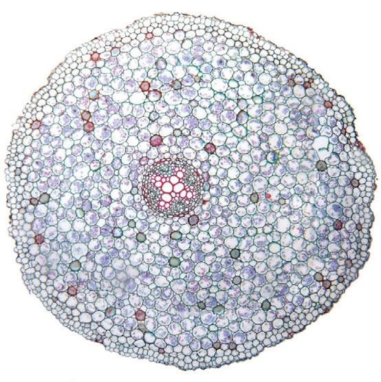 3 EINFÜHRUNG IN DIE PFLANZENSTRUKTUR (a) Stärkekörnchen Chloroplasten (b) (c) Abbildung 3.1: Parenchymzellen sind der am häufigsten vorkommende Pflanzenzelltyp.