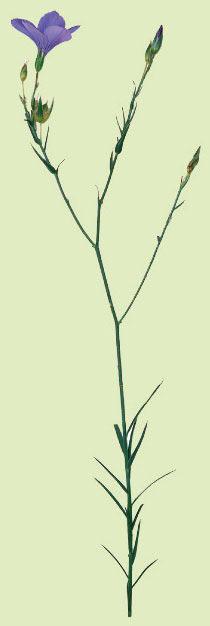 Dazu gehören solche Pflanzen wie Flachs (Linum usitatissimum, siehe Zeichnung), Hanf (Cannabis sativa) und Jute (Corchorus capsularis).
